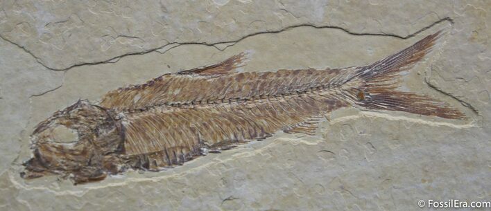 Inch Knightia Fossil Fish #776